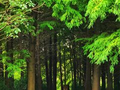 -溱湖国家湿地公园