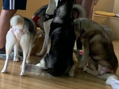 -Husky Go! 哈士奇体验馆·宠物咖啡厅狗咖