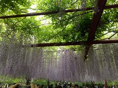 -嘉定紫藤园