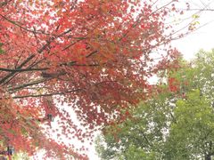 -陈家山荷花公园