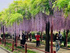 -嘉定紫藤园