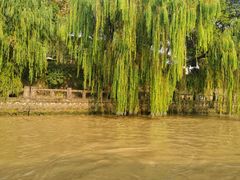 -运河游船(武林门码头)