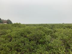 -北海金海湾红树林生态旅游区