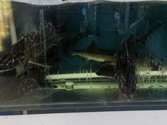 -滇香肴·云南菜蒸汽石锅鱼(云南北路店)