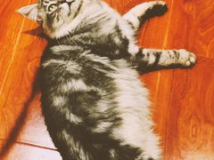 -猫小院猫主题咖啡厅(北锣店)