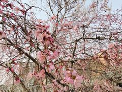 -桃花堤公园