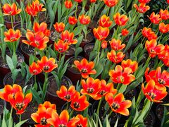 -南宫五洲植物乐园