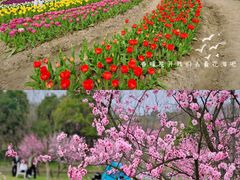 -花开海上生态园