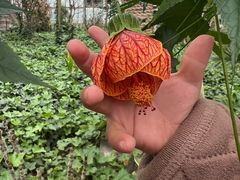 -南宫五洲植物乐园