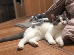 -瑞派宠物医院(搏威敦和院)