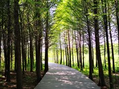 -溱湖国家湿地公园