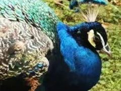 -昆明动物园