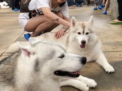 -TrueLove @ Neverland (Husky Cafe)
