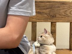 -momokira米努特·德文卷毛猫·棉花面纱犬