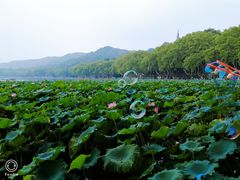 -西湖游船