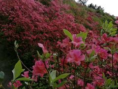 -木兰云雾山