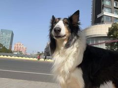 -柏萃动物医院·骨科·牙科