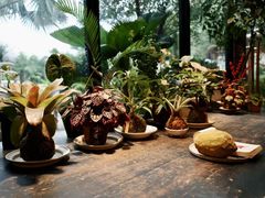 -自由生长植物工作室(深港花卉中心店)