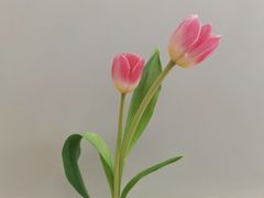 -朱迪小铺.半糖奶油蛋糕(海汇港店)