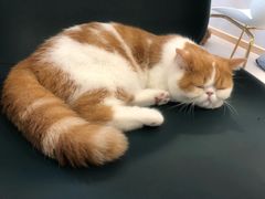 -飞行喵MR PILOT|猫舍·猫咖(静安大融城店)