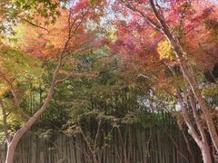 -秋霞圃