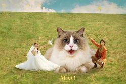 -MAO亲爱的猫婚纱摄影工作室