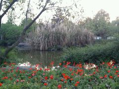 android_upload_pic-永康森林公园