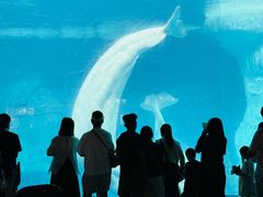 -海合安武汉极地海洋公园