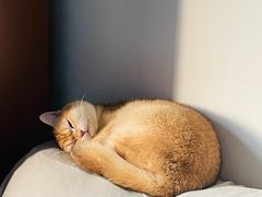 -猫大福·Fortune Cat猫舍(百子湾店)