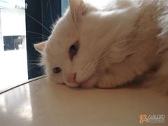 -Babycat私家御饼屋(龙头路一店)