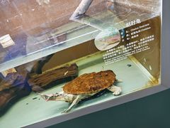 -上海大自然野生昆虫馆(东方明珠·爬宠昆虫探索中心)