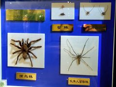 -上海昆虫博物馆