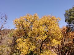 -北京西山国家森林公园