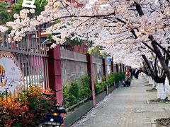 -高东镇樱花园