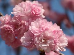 -天适樱花悠乐园