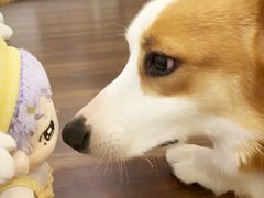 -柯斗斗主题餐厅·狗咖·围炉煮茶·茶饮(国瑞升平里店)