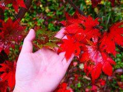 -大连天门山国家森林公园
