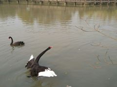 android_upload_pic-DFS旗下T广场(新加坡店)