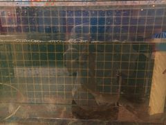 -犇鼎牛潮汕牛肉火锅(新辰里学清路店)