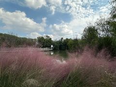 -上海吴淞炮台湾国家湿地公园