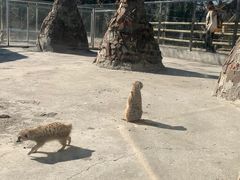 -苏州太湖西山岛开心农场