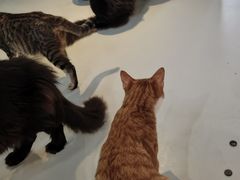 -豆逗聊愈猫阁Easy Life