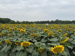 -上海杨姆庄园