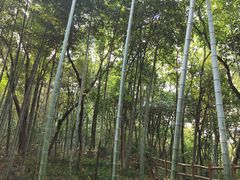 -上海佘山国家森林公园天马山园