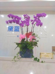 点击看大图 -黛蓝形象定制