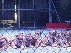 -西安秦岭野生动物园