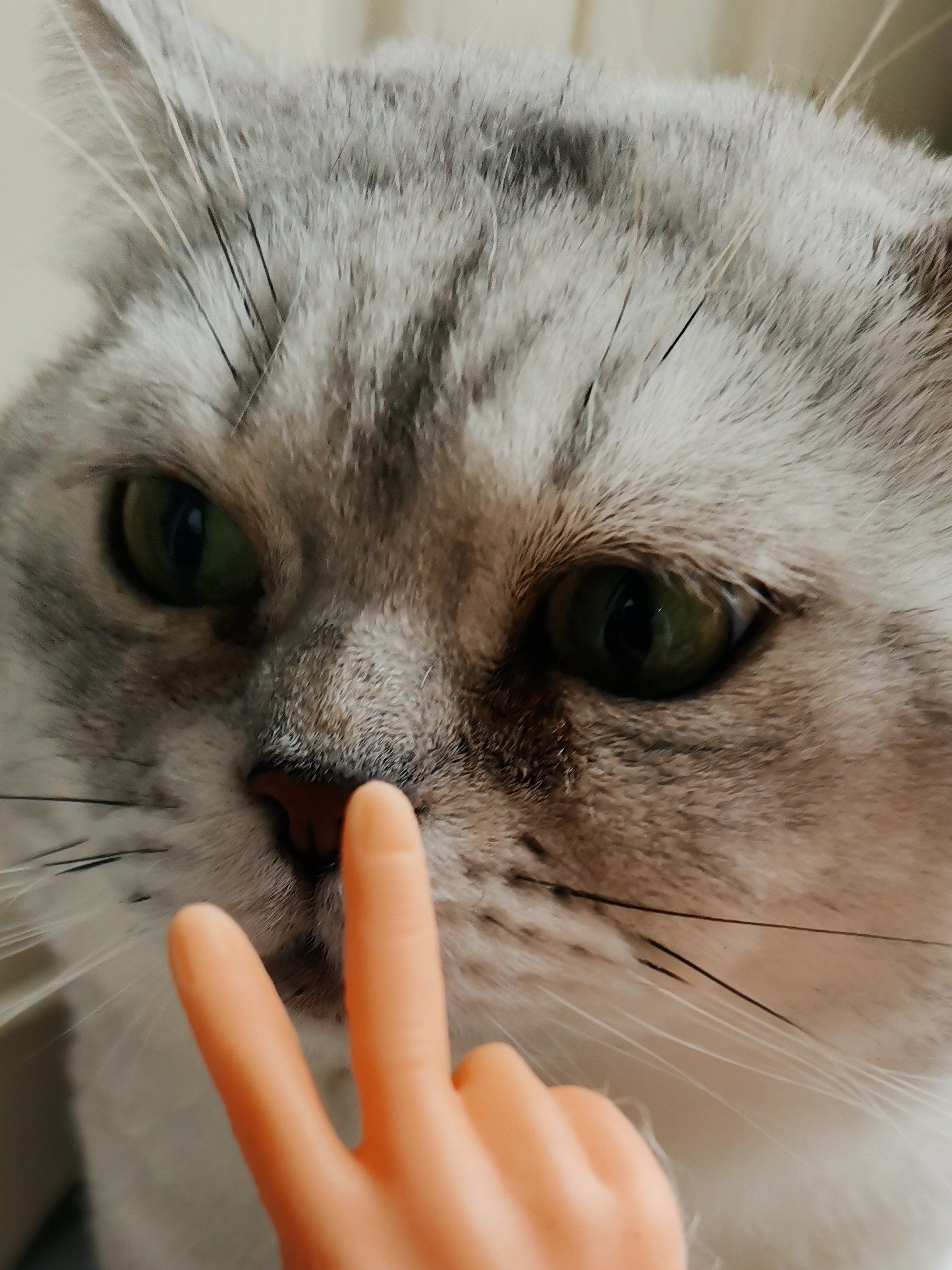 猫猫自己比个耶耶玩