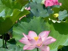 -艾溪湖湿地公园