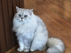 -猫友咖啡店(玉林西路店)