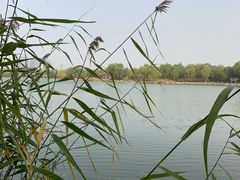 -大兴滨河森林公园